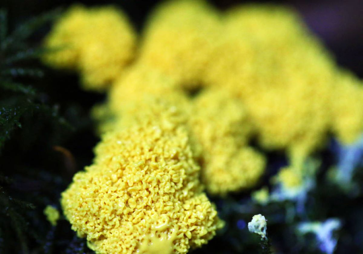 Dog vomit slime mold FWS.gov